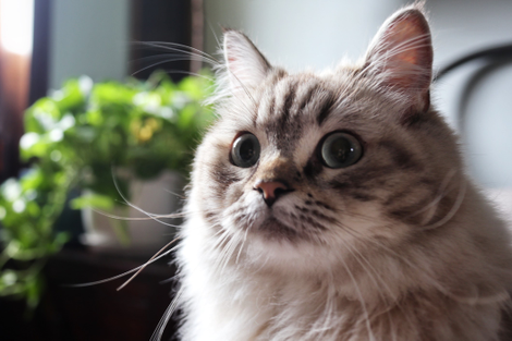 Bodhi, la mejor gatita del mundoFoto: Tercius Bufete